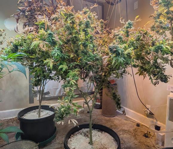 MAC Ganja. Week 29