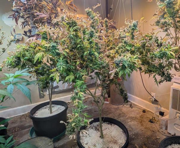 MAC Ganja. Week 29