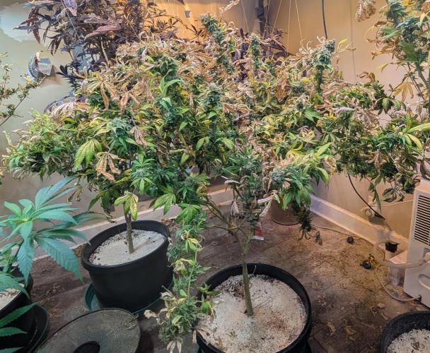 MAC Ganja. Week 29