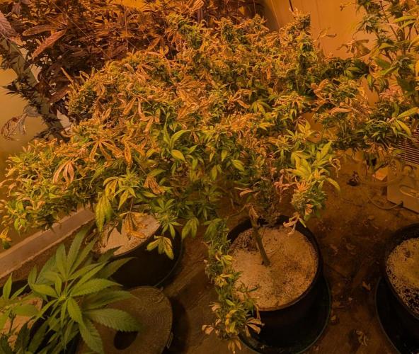 MAC Ganja. Week 29