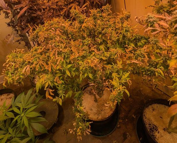 MAC Ganja. Week 29