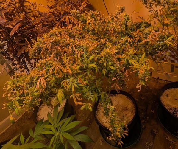 MAC Ganja. Week 29