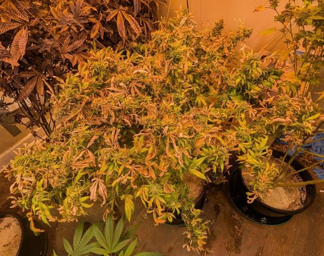 MAC Ganja. Week 29