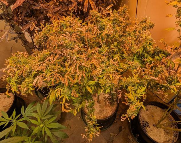 MAC Ganja. Week 29