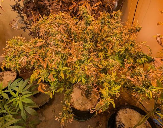 MAC Ganja. Week 29