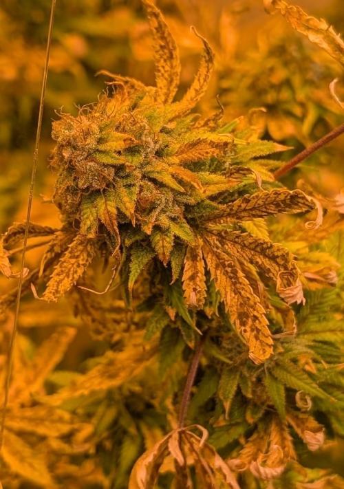MAC Ganja. Week 29