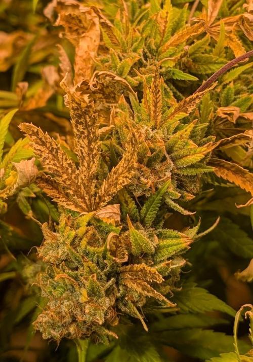 MAC Ganja. Week 29