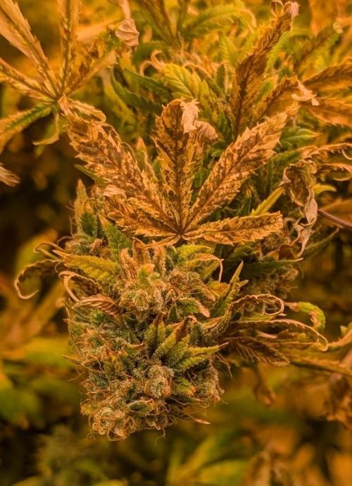 MAC Ganja. Week 29