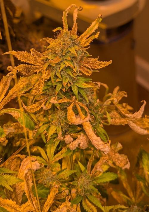 MAC Ganja. Week 29