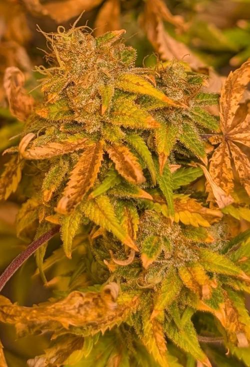 MAC Ganja. Week 29