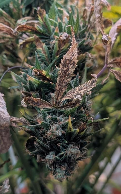 MAC Ganja. Week 29