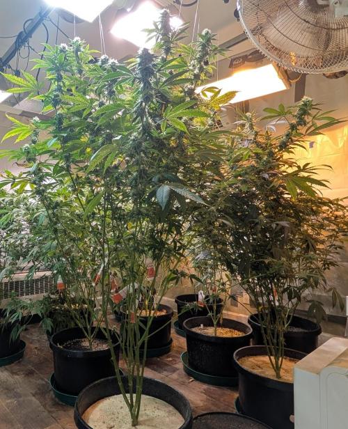 Super Boof. Week 20