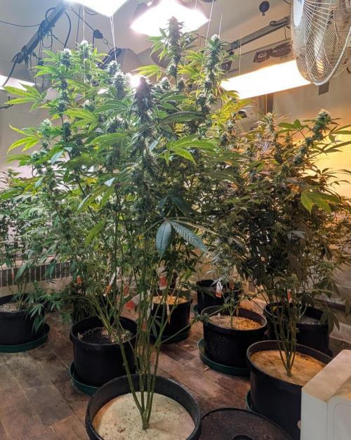 Super Boof. Week 20