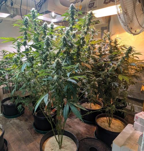 Super Boof. Week 20