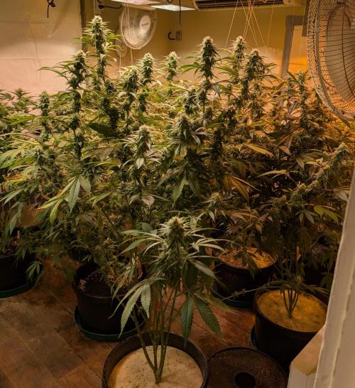 Super Boof. Week 20