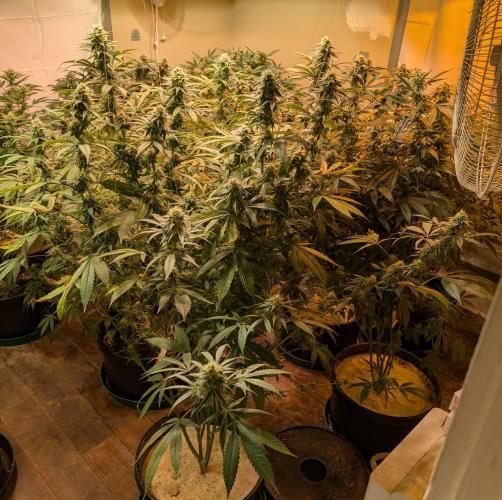 Super Boof. Week 20