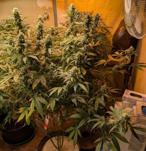 Super Boof. Week 20