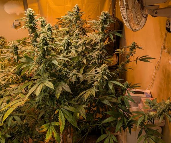 Super Boof. Week 20