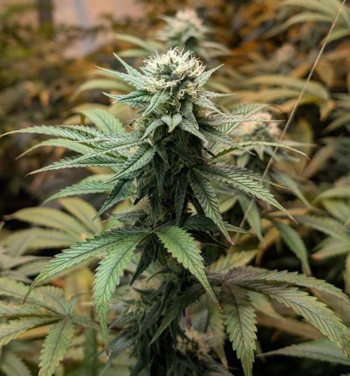 Super Boof. Week 20