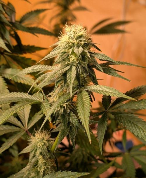 Super Boof. Week 20