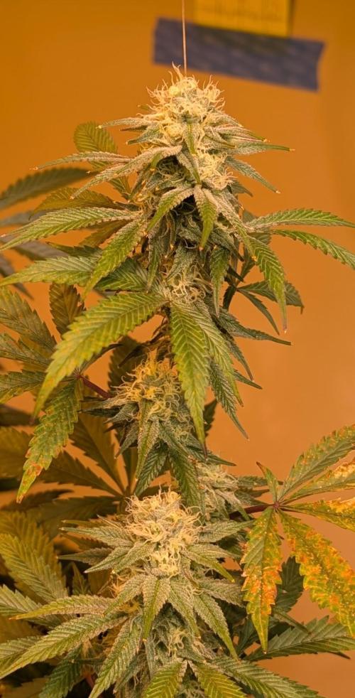 Super Boof. Week 20