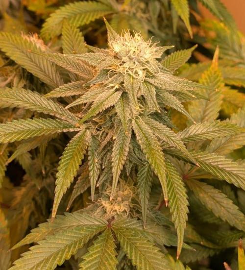 Super Boof. Week 20