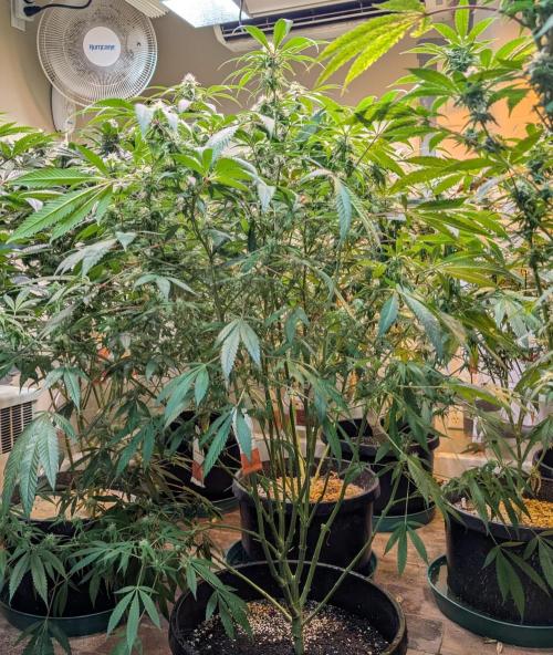 Sunset Sherbet. Week 20