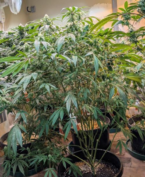 Sunset Sherbet. Week 20