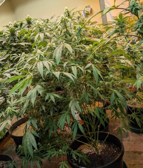 Sunset Sherbet. Week 20