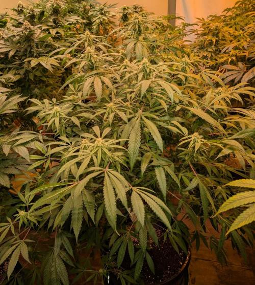 Sunset Sherbet. Week 20