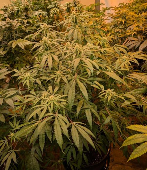 Sunset Sherbet. Week 20