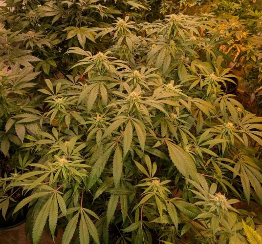Sunset Sherbet. Week 20
