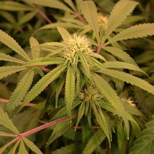Sunset Sherbet. Week 20