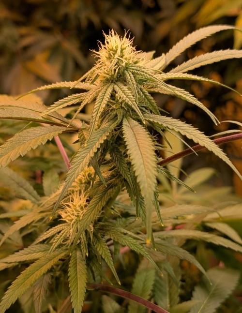 Sunset Sherbet. Week 20