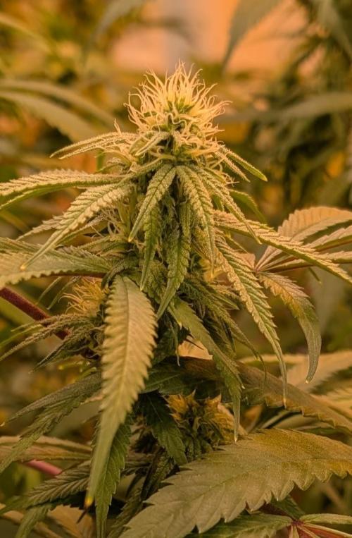 Sunset Sherbet. Week 20