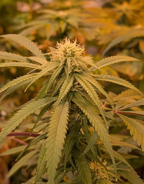 Sunset Sherbet. Week 20