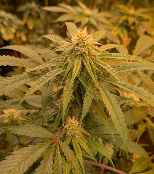 Sunset Sherbet. Week 20