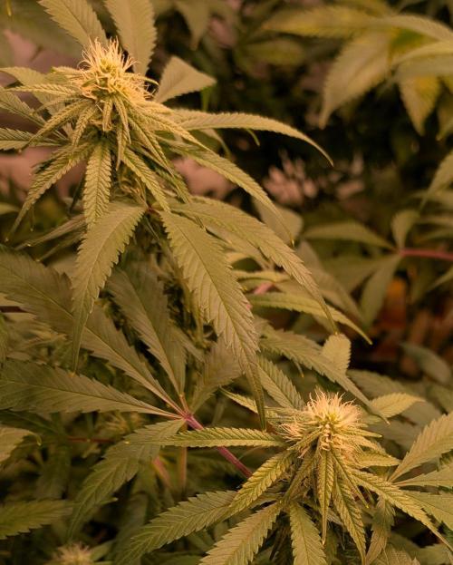 Sunset Sherbet. Week 20