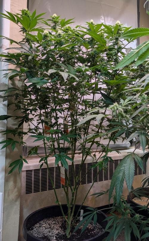Cereal Milk. Week 20