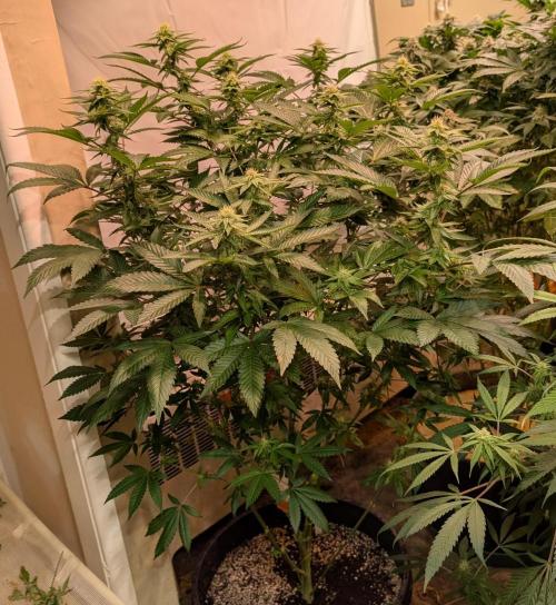Cereal Milk. Week 20