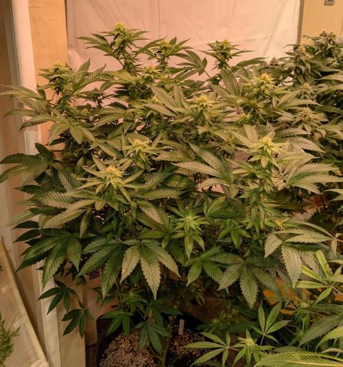 Cereal Milk. Week 20