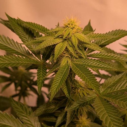Cereal Milk. Week 20