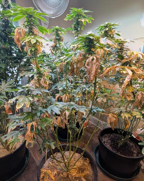 Pink Gelato. Week 20