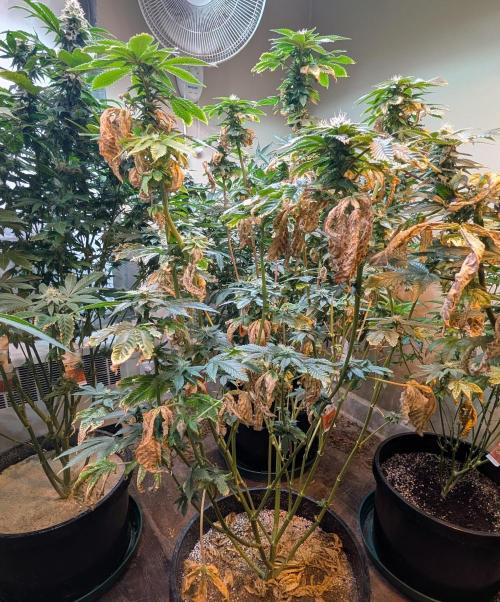 Pink Gelato. Week 20