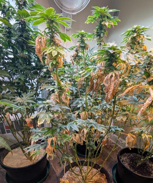Pink Gelato. Week 20