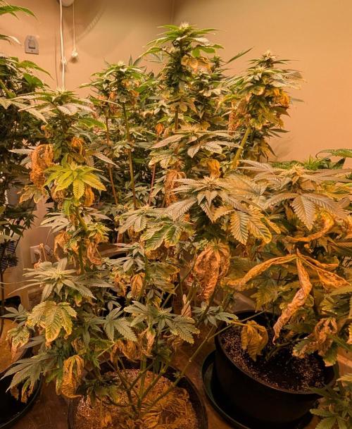 Pink Gelato. Week 20