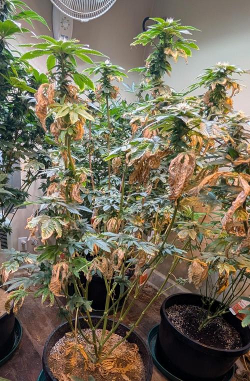 Pink Gelato. Week 20