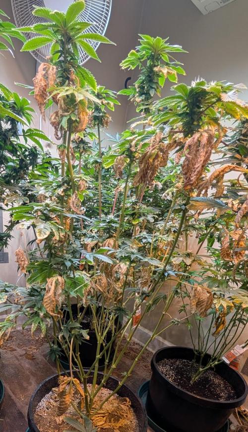 Pink Gelato. Week 20