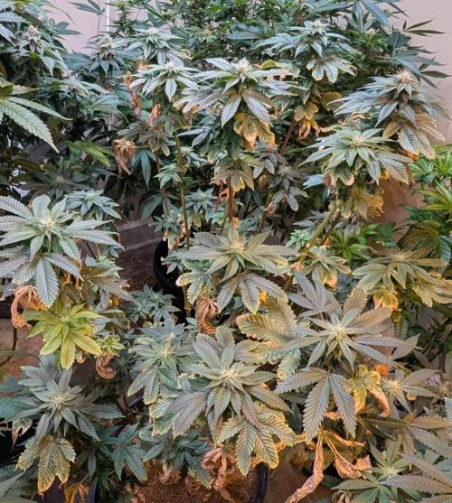 Pink Gelato. Week 20