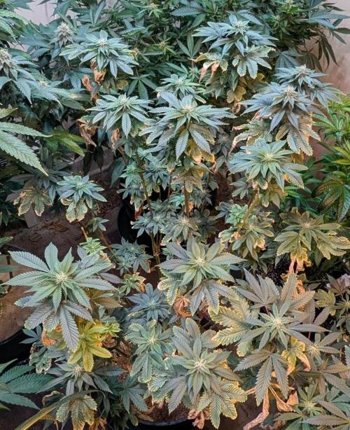 Pink Gelato. Week 20
